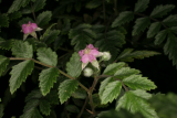 Rubus thibetanus RCP6-07 085.jpg